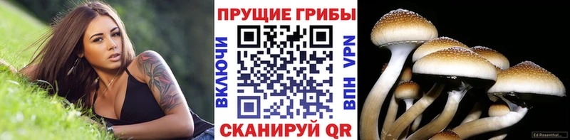 Псилоцибиновые грибы GOLDEN TEACHER  Катав-Ивановск 